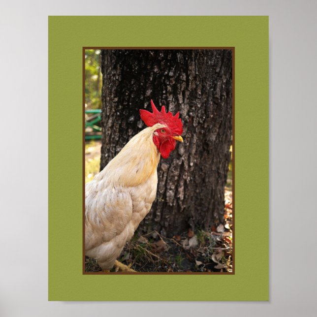 Poster-Rhode Island White Rooster Poster (Front)