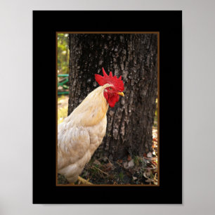 Poster-Rhode Island White Rooster Poster