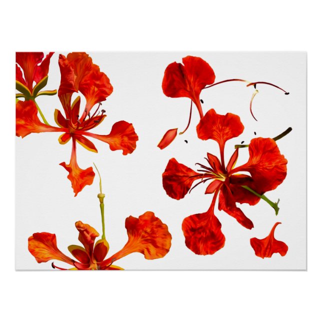 Poster Royal Poinciana (Front)