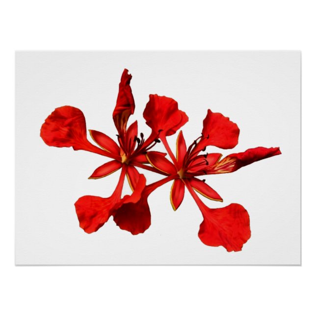 Poster Royal Poinciana (Front)