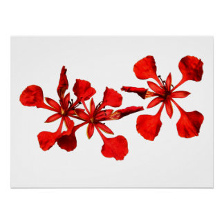 Poster Royal Poinciana