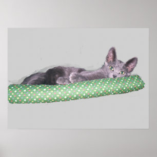 Poster - Russian Blue Kitten