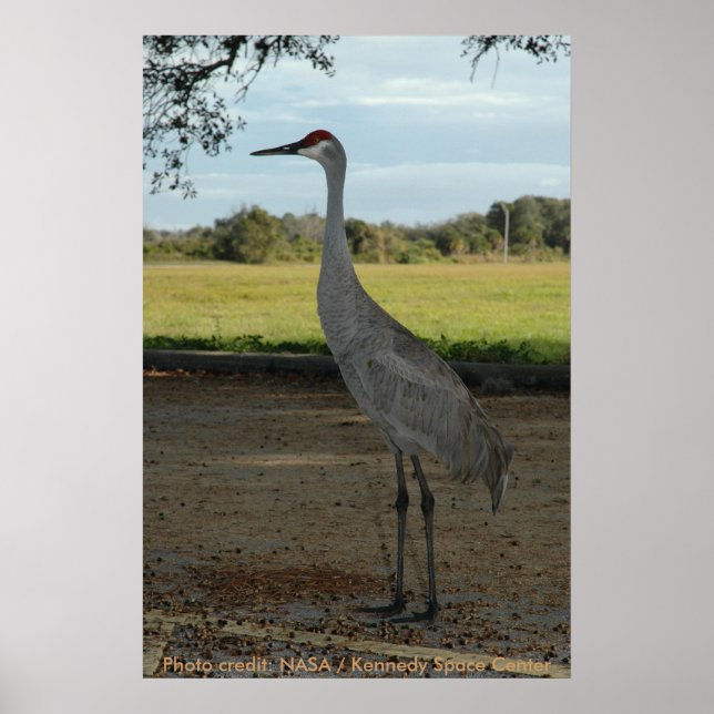 Poster / Sandhill Crane (Front)