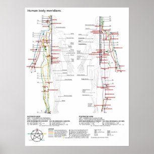 Poster Schematic Chinese Meridians Musculature Bod