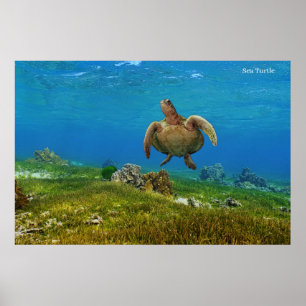 Poster Sea Turtle
