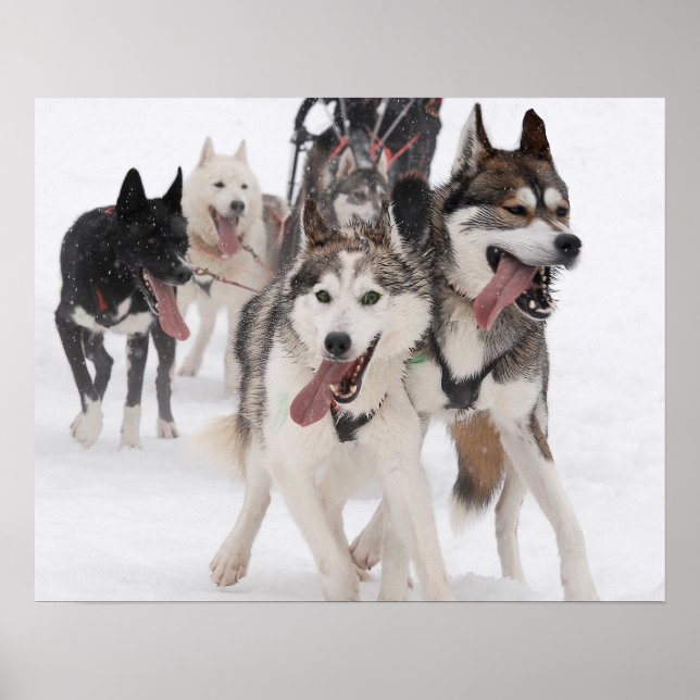 Poster sled dog racing (Front)