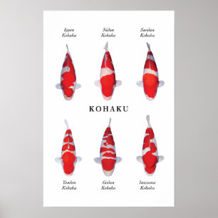 Poster species of Japanese koi fish: Kohaku
