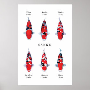 Poster species of Japanese koi fish: Sanke