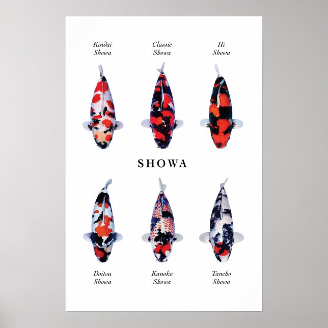 Poster species of Japanese koi fish: Showa (Front)