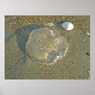 Poster Stranded Jellyfish