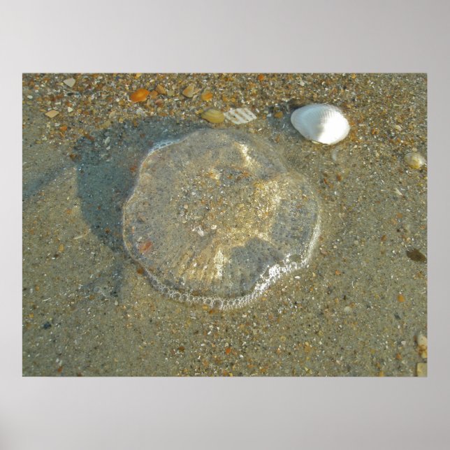 Poster Stranded Jellyfish (Front)