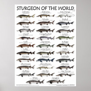 POSTER - STURGEON OF THE WORLD V2 3D - FIRST EVER