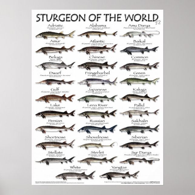 POSTER - STURGEON OF THE WORLD V2 3D - FIRST EVER (Front)