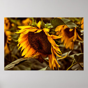 Poster Sunflower Elegance