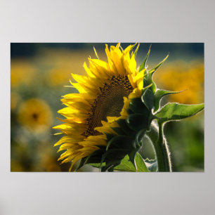 Poster - Sunflower Field Mystery