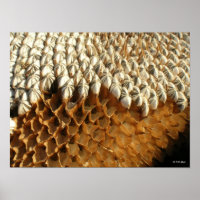 Poster - sunflower seeds