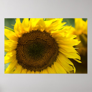 Poster - Sunflower Summer Feel