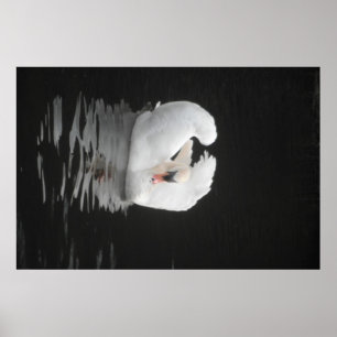 Poster Swan Swimming