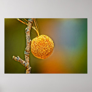 Poster, Sycamore Seed Ball  Poster