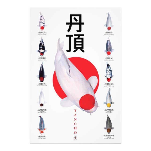 Poster Tancho Koi Collection – 10 Varieties (Front)