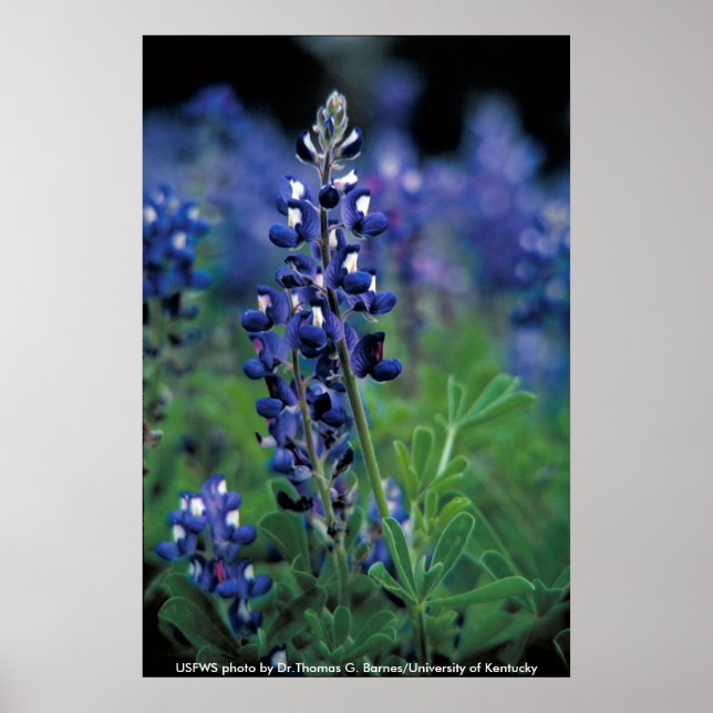 Poster / Texas Bluebonnet (Front)