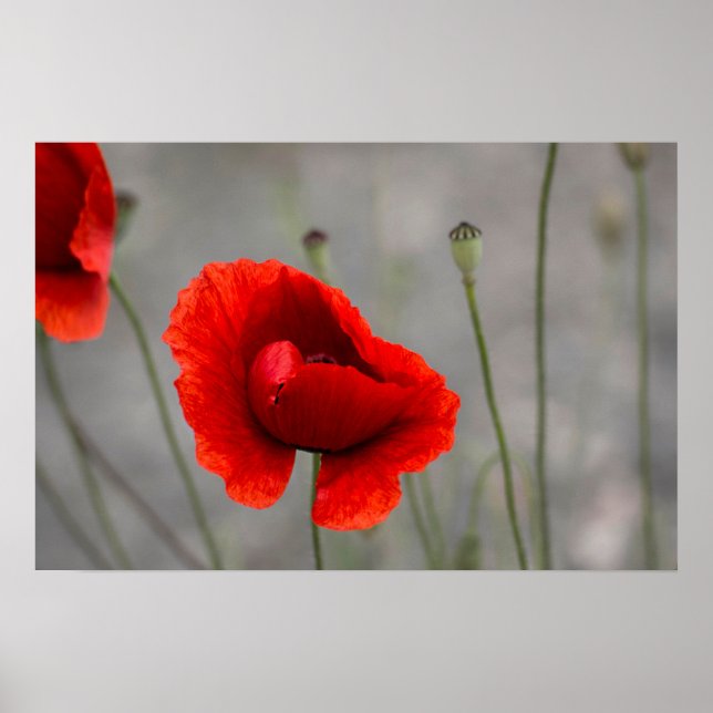 Poster The Red Poppy (Front)