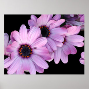 Poster, Three Purple Daisies Poster