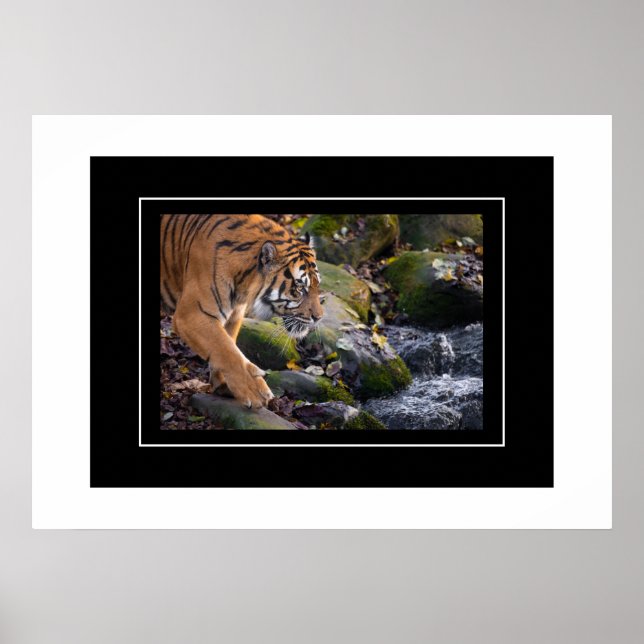 Poster Tiger (Front)