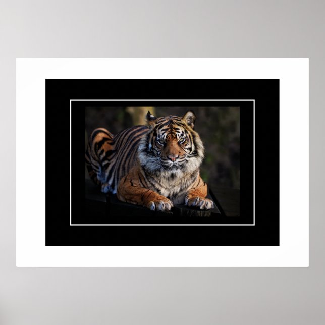 Poster Tiger (Front)