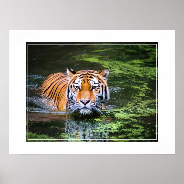 Poster-Tiger Poster (Front)