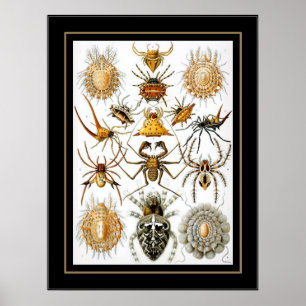 Poster Vintage Artist Ernst Haeckel Arachnida