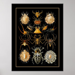 Poster Vintage Artist Ernst Haeckel Arachnida