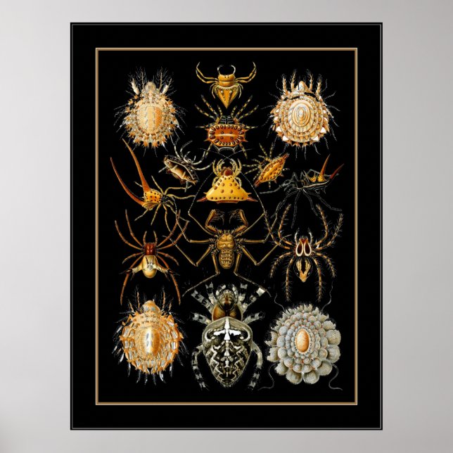 Poster Vintage Artist Ernst Haeckel Arachnida (Front)