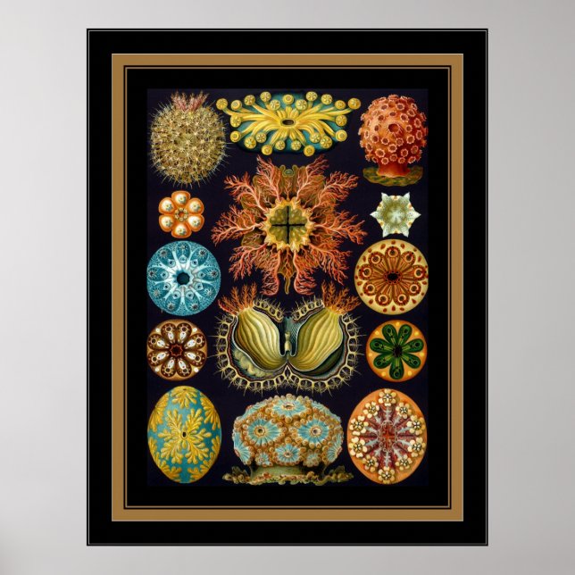 Poster Vintage Artist Ernst Haeckel Ascidiae (Front)