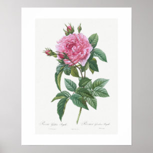 POSTER : VINTAGE BOTANICAL "GALLIC ROSE": REDOUTÉ