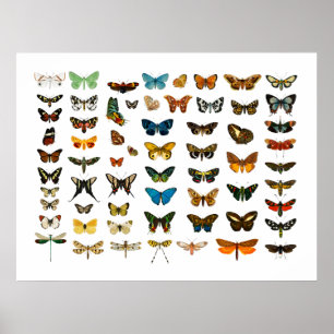 POSTER : VINTAGE BUTTERFLY CHART