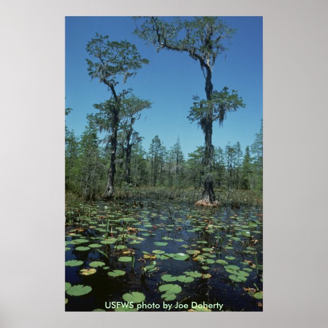 Poster / Wetlands, Okefenokee NWR (Front)