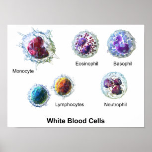 Poster White Blood Cells Leukocytes Diagram