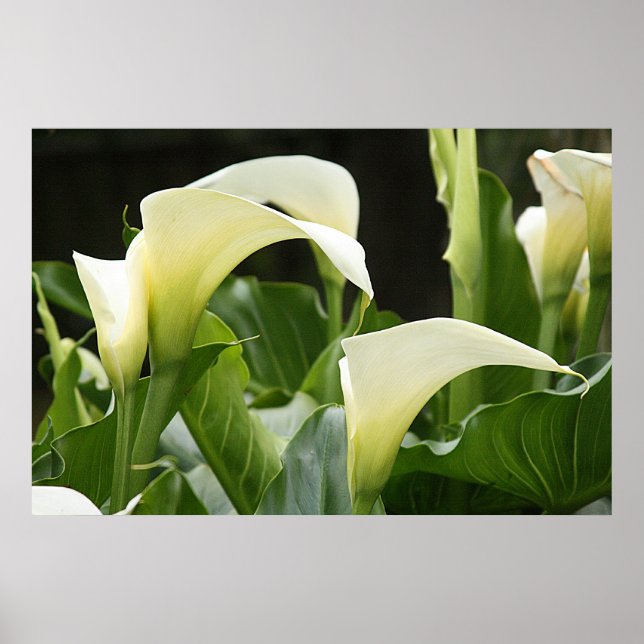 Poster, WHITE CALLA LILIES_ Horiz # 1 Poster (Front)