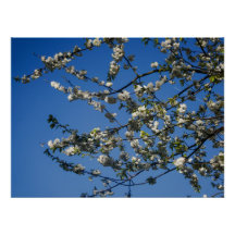 Poster - White Cherry Blossoms against a Blue Sky
