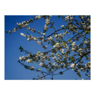 Poster - White Cherry Blossoms against a Blue Sky