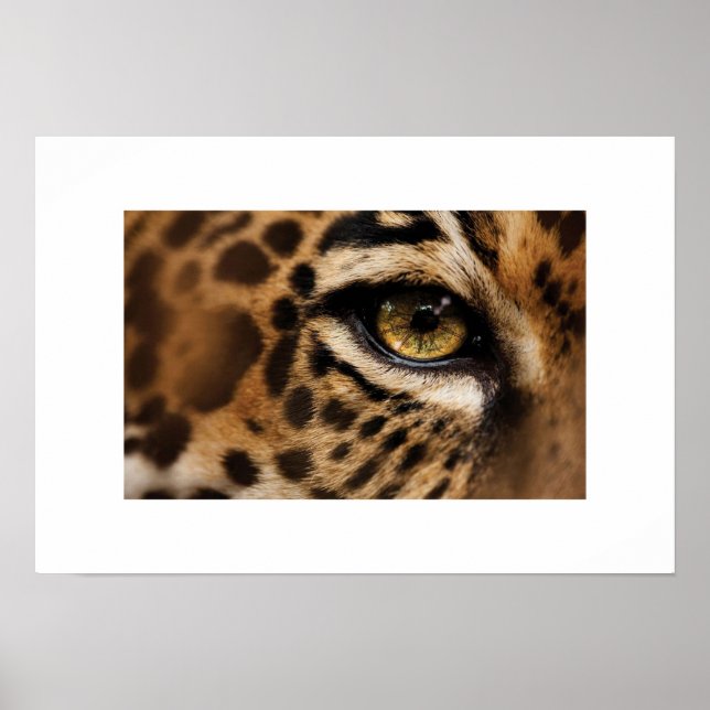 Poster-Wild Cat Poster (Front)