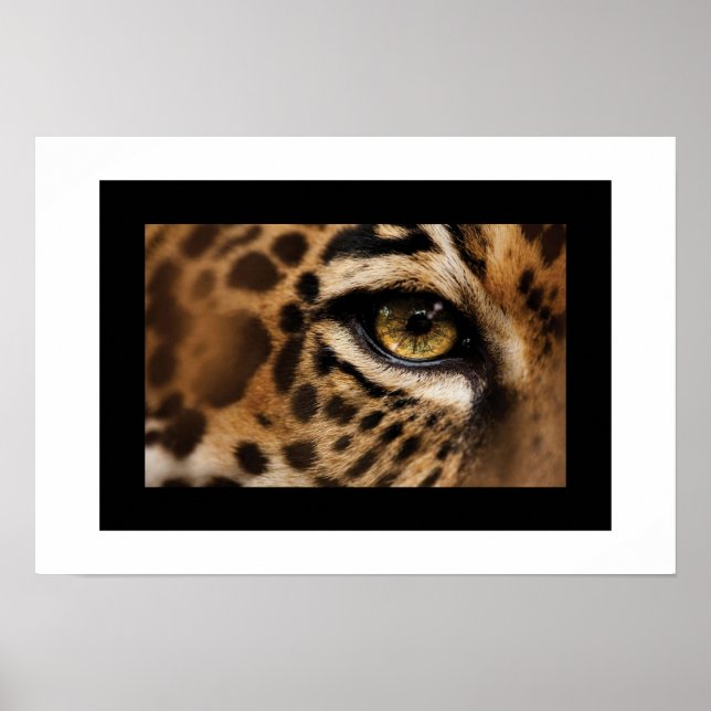 Poster-Wild Cat Poster (Front)