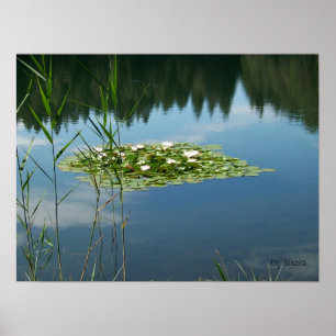 Poster with a picture of white lotus flowers