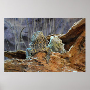 Poster with two curious lizards