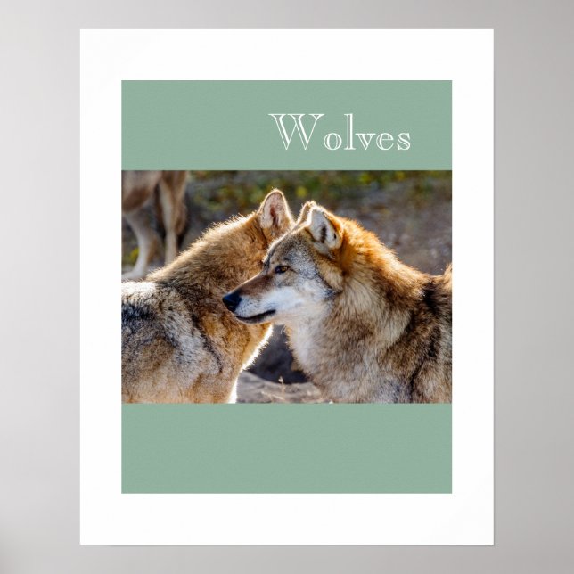 Poster-Wolves Poster (Front)