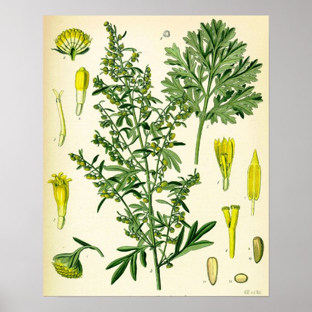 Poster wormwood (Front)