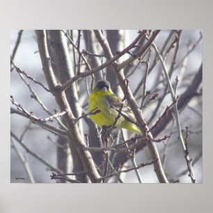 Poster - Yellow Bird in Branches