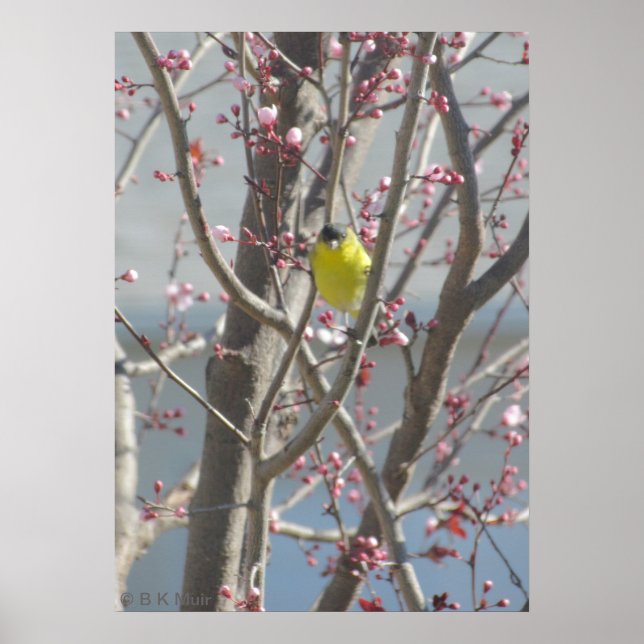 Poster - Yellow Finch in Cherry tree (Front)