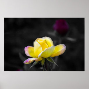 Poster Yellow Rose Photography